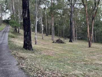 Neatly mowed eucalypt slope with driveway after finish mowing, Pullenvale
