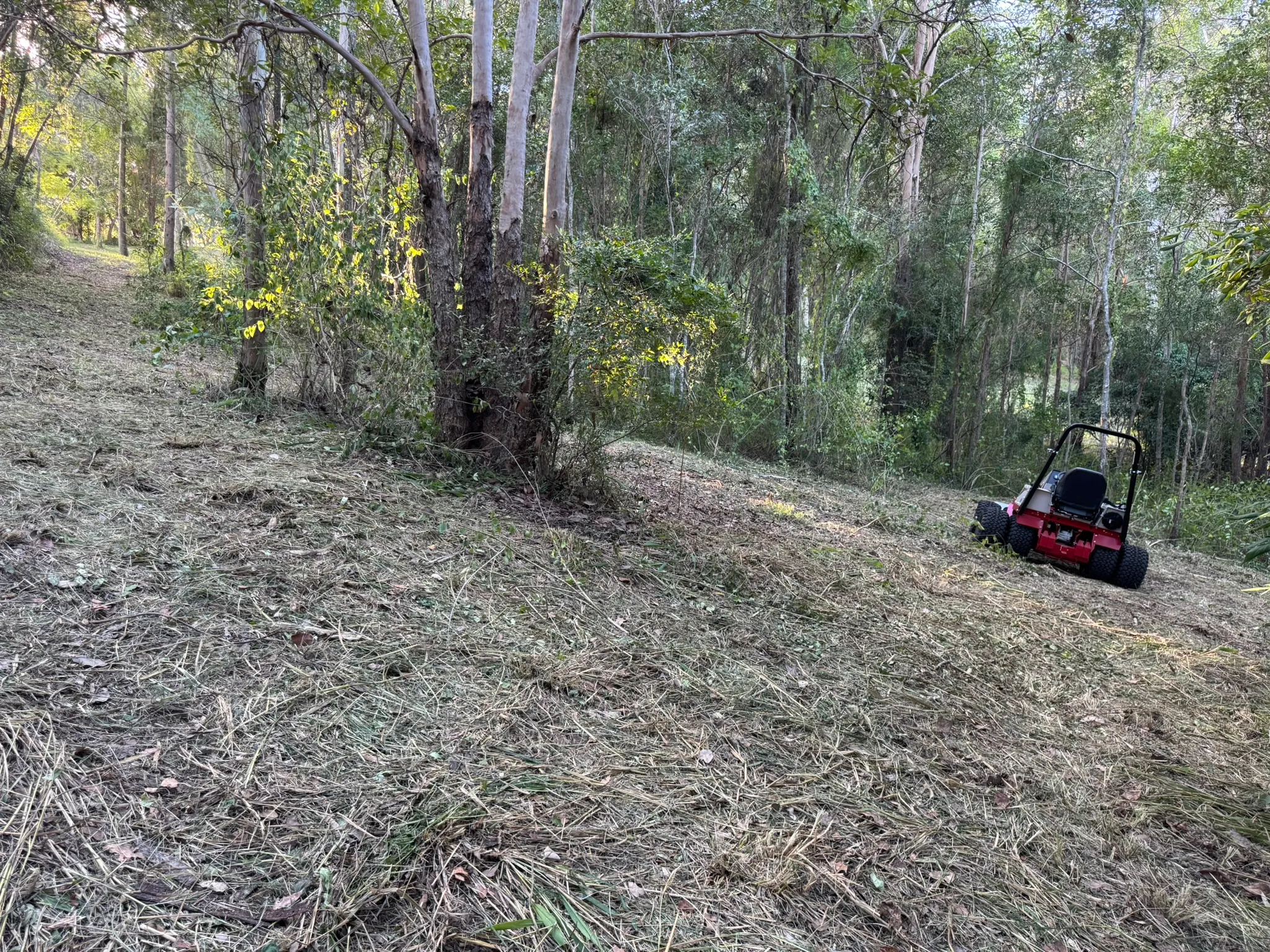 Cleared firebreak strip through eucalypt forest on an acreage slope, Pullenvale