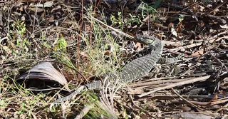 Goanna resting on leaf litter on the Haven Road property, Pullenvale