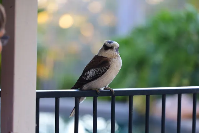 Kookaburra on fence railing, Pullenvale