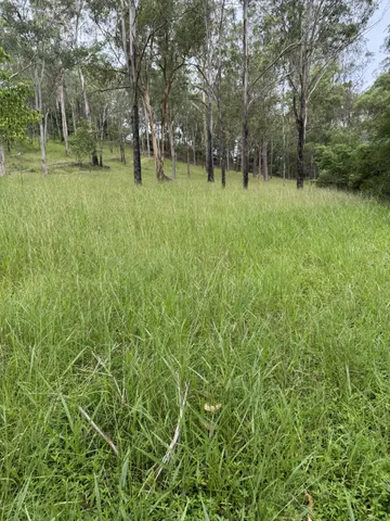 Long rank grass on an open eucalypt slope before mowing, Pullenvale