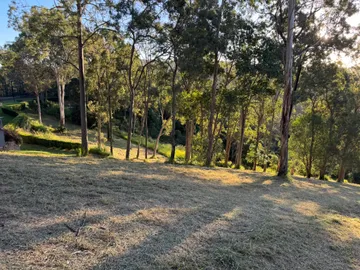 Freshly mowed open parkland under eucalypts in golden afternoon light