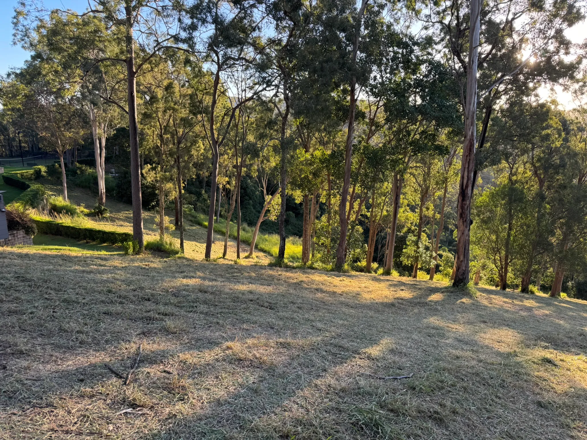 Freshly mowed open parkland under eucalypts in golden afternoon light
