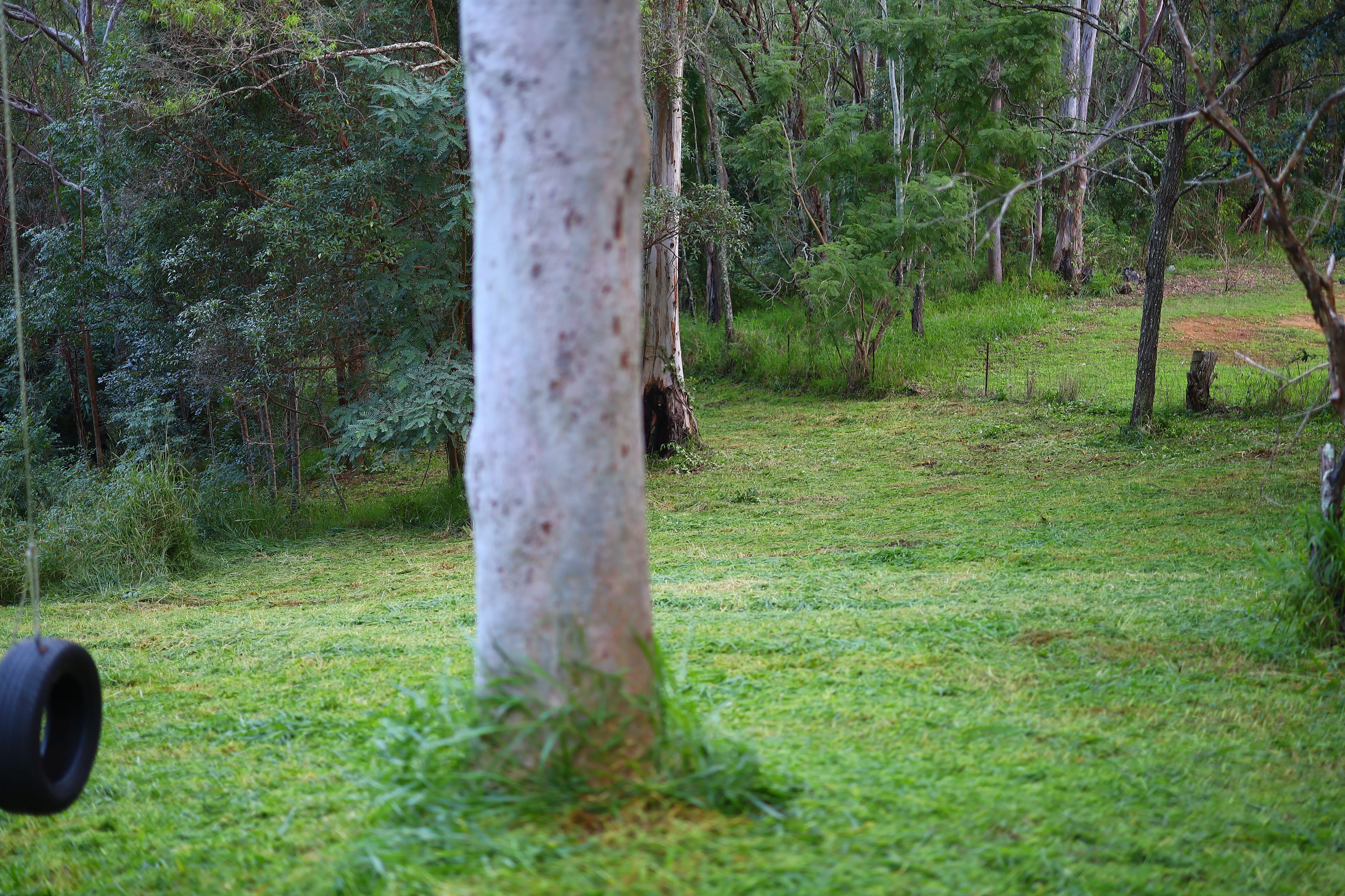 Mowed eucalypt slope with a tyre swing on a gum after finish mowing, Pullenvale