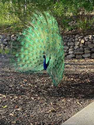 Peacock in full display on the Haven Road property, Pullenvale