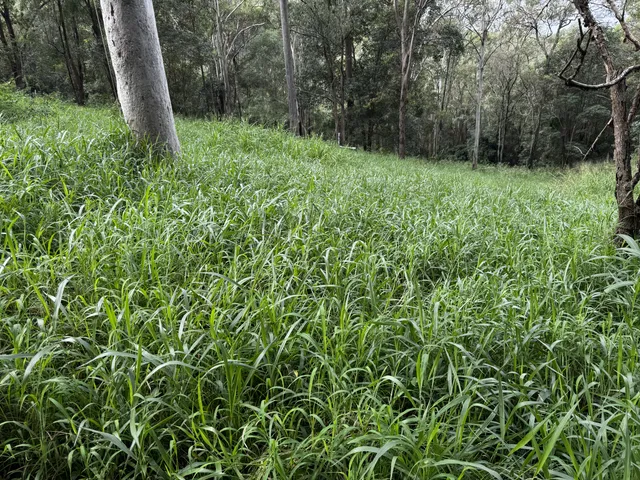 Dense overgrown grass covering a steep eucalypt slope before slashing, Pullenvale