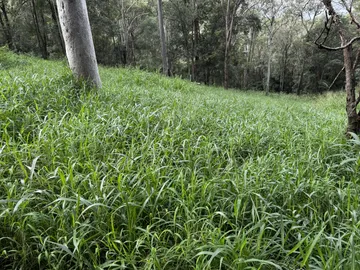 Dense overgrown grass covering a steep eucalypt slope before slashing, Pullenvale